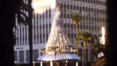 Florida USA (1966): Decorative Tree In Middle Of Town Round Palm Trees