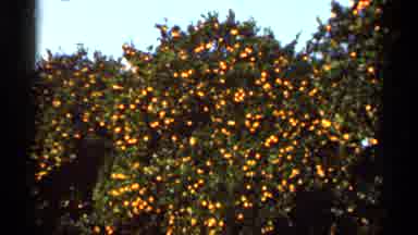 Florida USA (1966): Comer Scriptures Large Trees Filled With Green Eves And