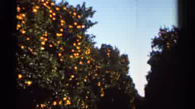 Florida USA (1966): Grandmother Cypress Garden Sign On Bright Sunny Day