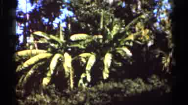 Florida USA (1966): Landscape Is Filled With Palm Trees Grandmother Flowering