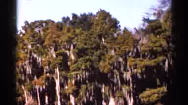 Florida USA (1966): Going Down Stream And Taking In Sights Of Trees In Water And