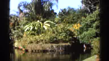 Florida USA (1966): Green Garden And Red Roses With Green Eves During Sunny Day
