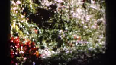 Florida USA (1966): Red And White Wildflowers On Bright Sunny Day