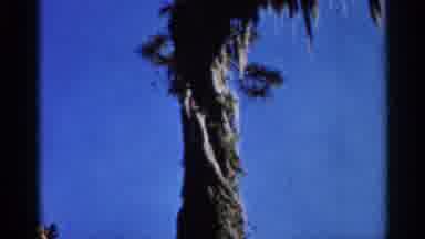 Florida USA (1966): Some Different Plants And Stuff Sitting Out In Someones Yard