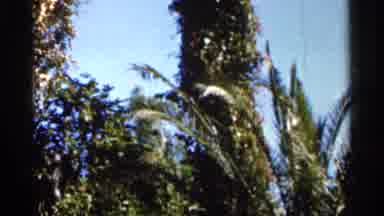 Florida USA (1966): Wonderful Tree With Lots Of Flowers And Mother Trees Round