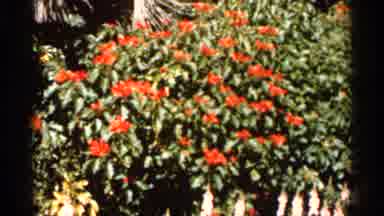 Florida USA (1966): Red Flowers On Large Plant And Scene Of Lily Pad On Pond In