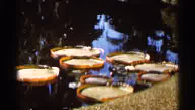 Florida USA (1966): Pa Resenting Majestic And Colorfulness Nature In Nice Spring
