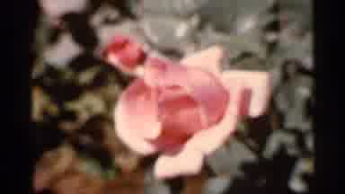 Florida USA (1966): Pink Blooming Flower On Cleo Day