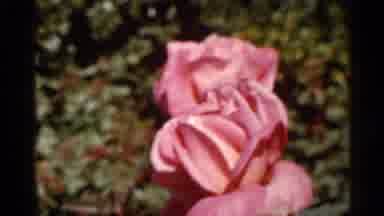 Florida USA (1966): Bee Pollinates Pink Rose In Rose Garden Yellow Rose Is In Full
