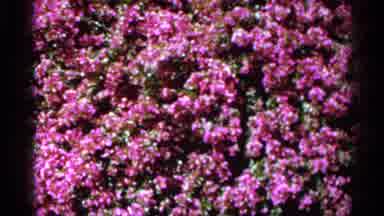 Florida USA (1966): Garden With Beautiful Purple Leather Arrangements And Limns