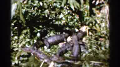 FLORIDA USA-1966: Baby Alligators in Green Foliage Then Tower Silhouette