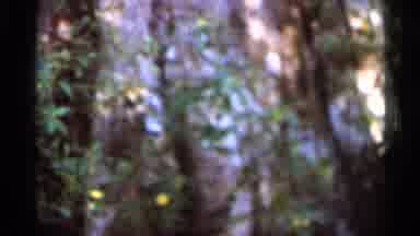 Florida USA (1966): Entrance Into Intention Park With Trees And Rivers