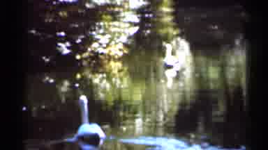Florida USA (1966): Sen Swims In Peaceful Like Surrounded By Trees Tower Sits In