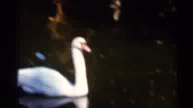 Florida USA (1966): White Sen Swimming On Pond Oi Swimming Underwater In Pond