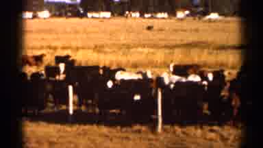 Florida USA (1966): Cows On Father Ring Together Grazing On Ed Grass