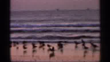 Florida USA (1966): Ocean Sunrise Sunset Surf Birds Sea Marine Life Twilight Sn