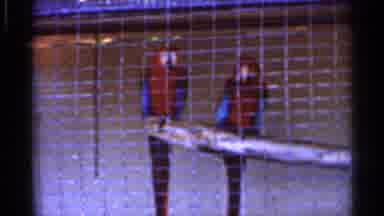 Florida USA (1966): Beautiful Birds Sitting In Air Ages Looking Round At Ht Is