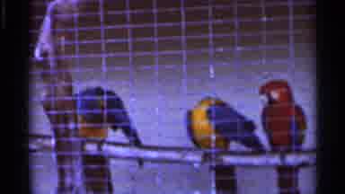 Florida USA (1966): Birds Perched On Branch Behind Cage S Two Groom Selves And