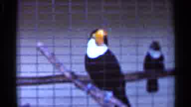 Florida USA (1966): Two Birds In Cage And A Flamingo