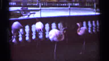 Florida USA (1966): Are Are Peacocks On Pole Interacting And Flamingo's Presumably