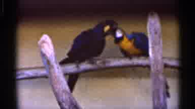 Florida USA (1966): Two Parrots Play While Standing On Log At Possible Zoo While