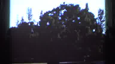 Florida USA (1966): Trees Outdo Others Outside Sunny Daytime Bus And Fountain
