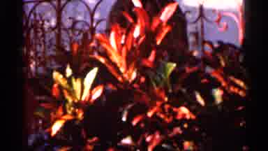 Florida USA (1966): Bunch Of Plants In Garden And Large Palm Trees In Background