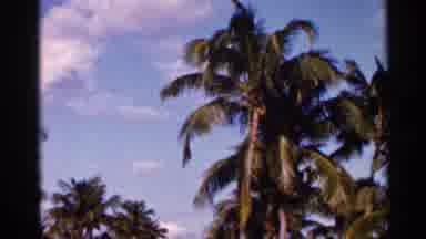 Florida USA (1966): Palm Trees And Downtown Christmas Considerations On Cleo Day