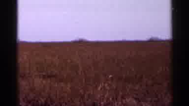 Florida USA (1966): Huge And Standing Bird Shows Importer Message To Understand