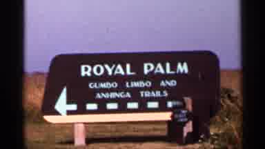 Florida USA (1966): Large Size Bird Shows Roy Palm And Bird Sitting And Eating His