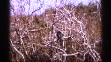 Florida USA (1966): Few Birds One By Natural Like