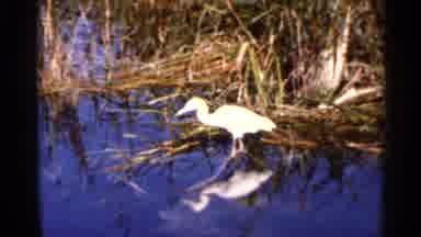 Florida USA (1966): White Bird On Edge Of Water With Grass Behind It