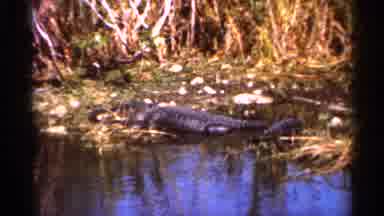 Florida USA (1966): Alligator Being Filmed In Swamp During Day Surrounded By Field