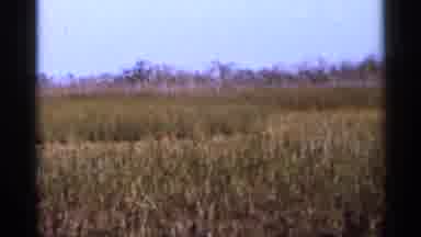 Florida USA (1966): Roaming Bird Farther To Exploratory This Curl Setting