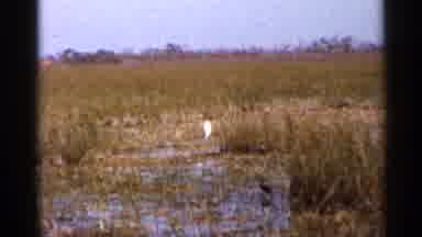 Florida USA (1966): A Ogle Watching Sea Gull Sitting In Eddy Field