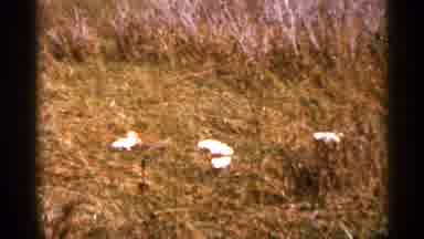 Florida USA (1966): Wonderful White Col Other Birds Are Reilly Moving Ground With