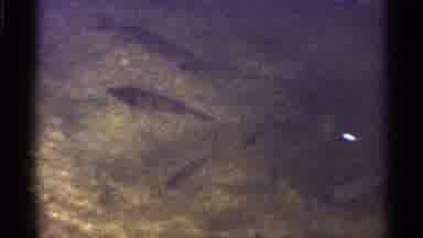 Florida USA (1966): Fish Swimming In Body Of Water And Plants On Shoreline On