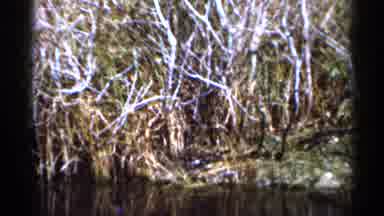 Florida USA (1966): Marshlands Bird Swampy Water Overgrowth Leg Trees