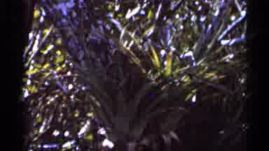 Florida USA (1966): See You Later Alligator Other