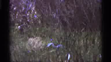Florida USA (1966): In Grassy Field Tortoiseshell Is Resting In Water
