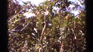 Florida USA (1966): Bushes And Trees Blow In Wind Sign Ares Entering Floridness