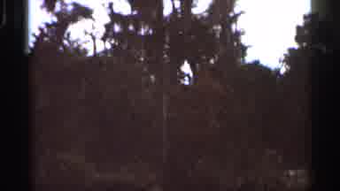 Florida USA (1966): S Vibrant All Eves Fed And All To Ground Father Barren Trees