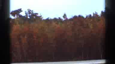 Florida USA (1966): Trees Footrest Jungle Skyline Vegetation Plants Green Sky Blue