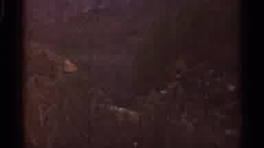 Georgia USA (1966): Overhead Footrest With Pine Trees And Different Angle Of Pine