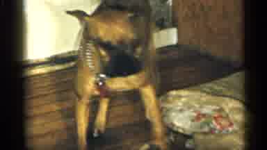 New York (1955): Old Footage Hippy Dog Bulldog With Baby In Room On Flo Other