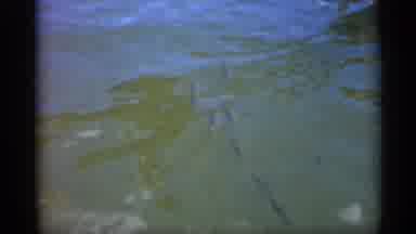 Alabama (1958): Two Different Scenes Of Fish Swimming In Body Of Water In Daylight
