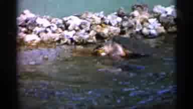 Alabama (1958): Feeding Turtle In Water One Rocks Flamingos Flocking Together One