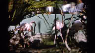 Alabama (1958): People Watch Pink Flamingos Wed In Waters At Miami Zoo