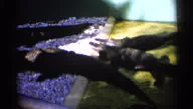 Alabama (1958): Lying In Water Some Some Are On Rocks In Beautiful Setting