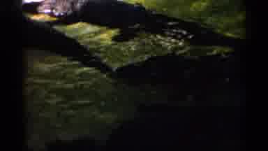 Alabama (1958): Footage Of Variety Of Limns In Tropical Setting With Zookeeper